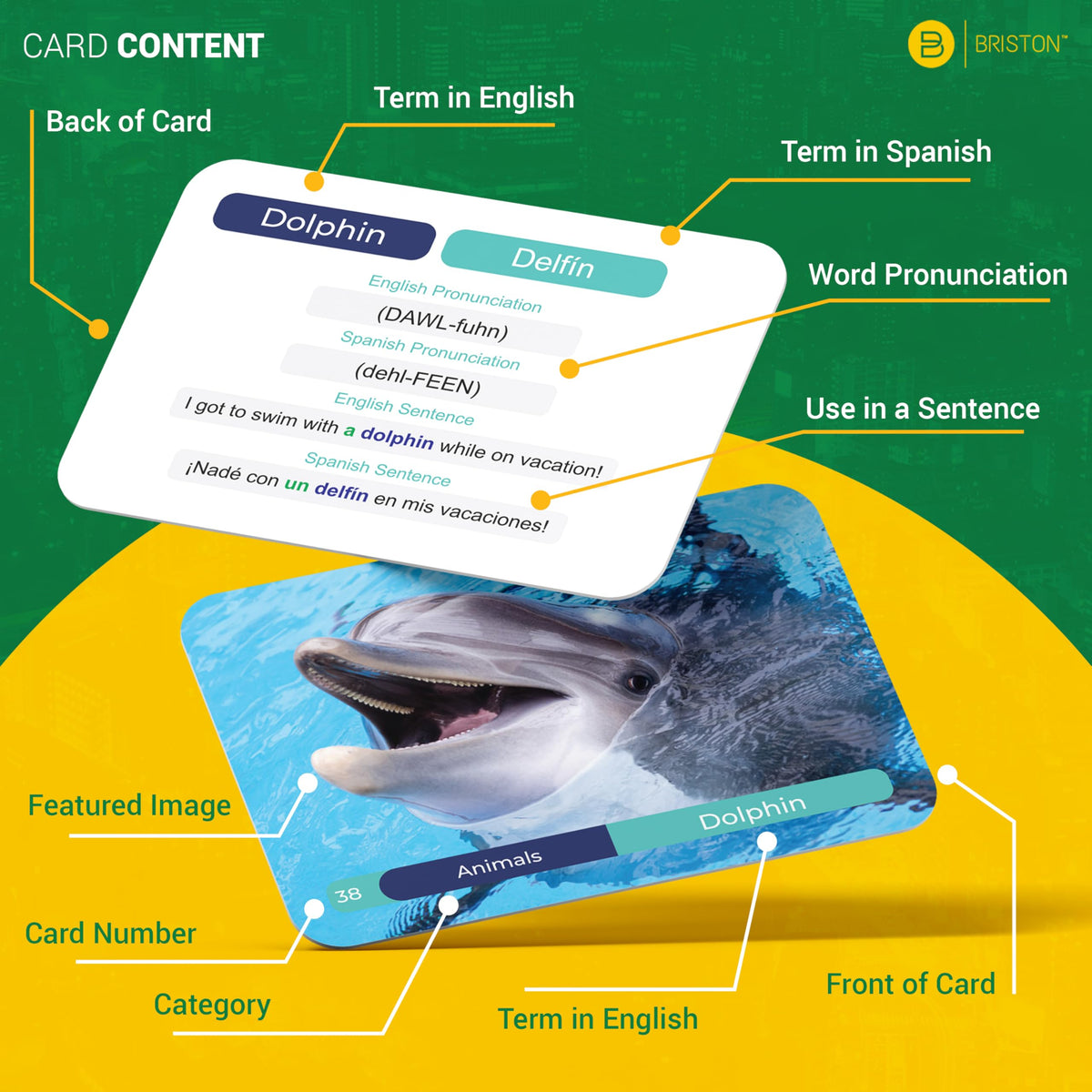 Spanish Vocabulary Flash Cards 600 Words Sentences and Pronunciation